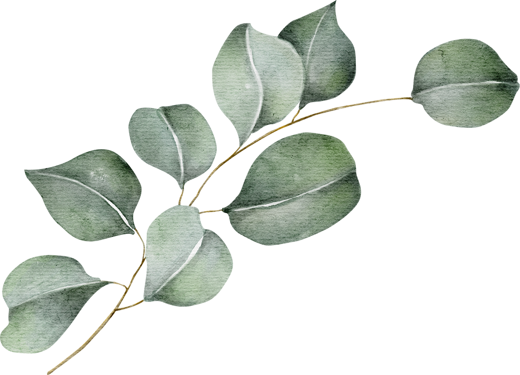 Watercolor Eucalyptus Branch Illustration